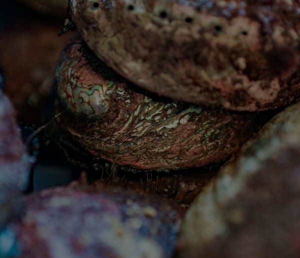 paua 2 dark bg